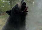 Elizabeth Banks Takes Audiences on a Trippy Journey with 'Cocaine Bear